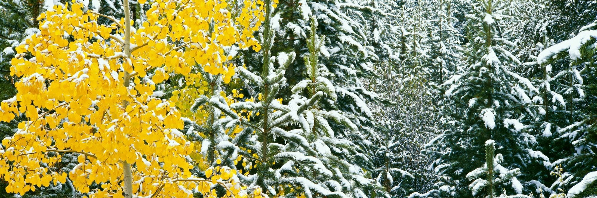 Aspen and Evergreen trees while snowing Grand Teton National Park Wyoming USA Canvas Art - Panoramic Images (27 x 9)