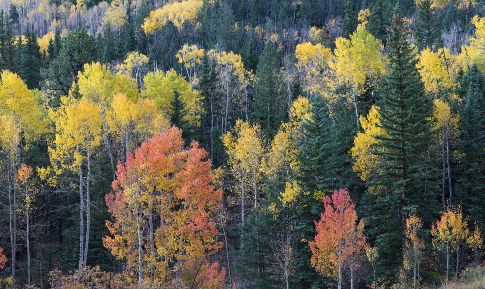 Aspen and evergreen trees in a forest Boulder Mountain Utah USA Canvas Art - Panoramic Images (20 x 12)