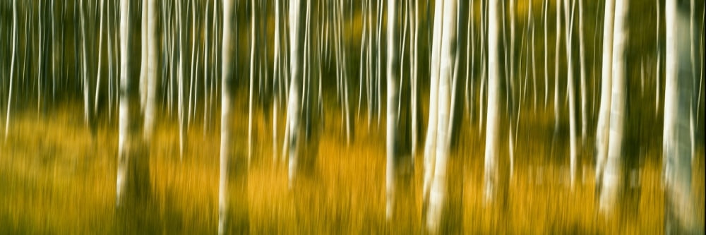 Aspen grove Buffalo Valley Wyoming USA Canvas Art - Panoramic Images (27 x 9)