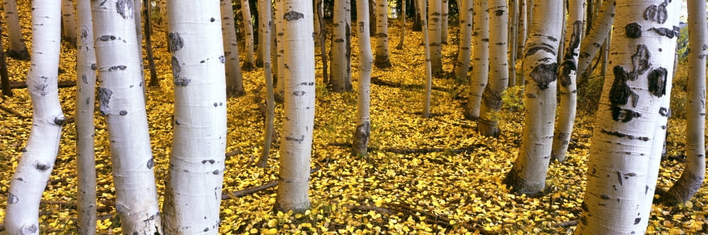 Aspen grove Cumbres Pass San Juan Mountains Colorado USA Canvas Art - Panoramic Images (27 x 9)
