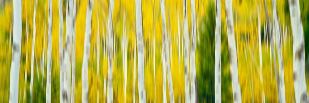 Aspen grove Grand Teton National Park Wyoming USA Canvas Art - Panoramic Images (27 x 9)