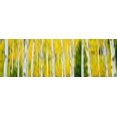 thumbnail image 1 of Aspen grove, Grand Teton National Park, Wyoming, USA Poster Print (27 x 9), 1 of 1