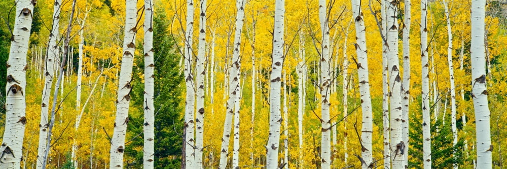 Aspen grove Granite Canyon Trail Grand Teton National Park Wyoming USA Canvas Art - Panoramic Images (27 x 9)