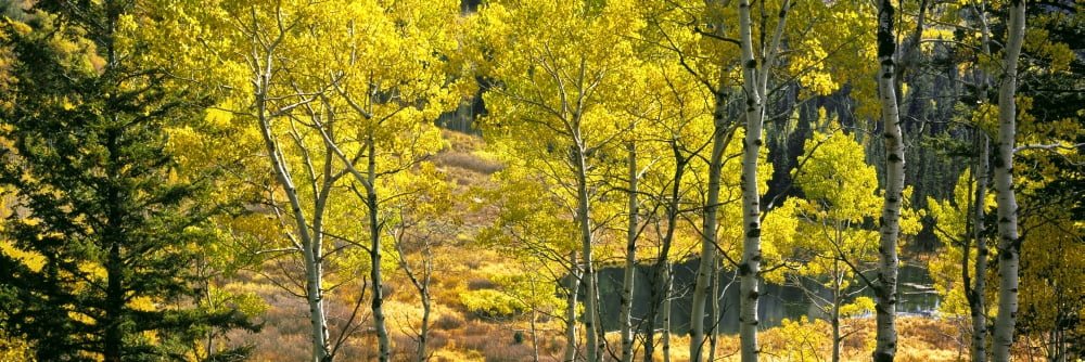 Aspen grove Moose Ponds Grand Teton National Park Wyoming USA Canvas Art - Panoramic Images (36 x 12)