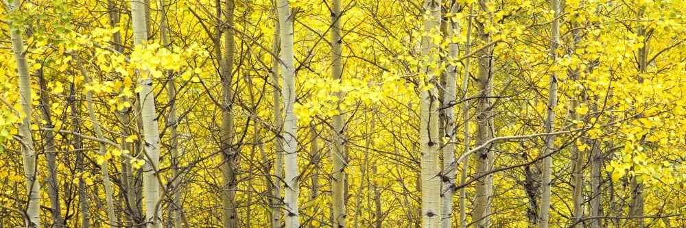 Aspen grove Teton Village Grand Teton National Park Wyoming USA Canvas Art - Panoramic Images (27 x 9)