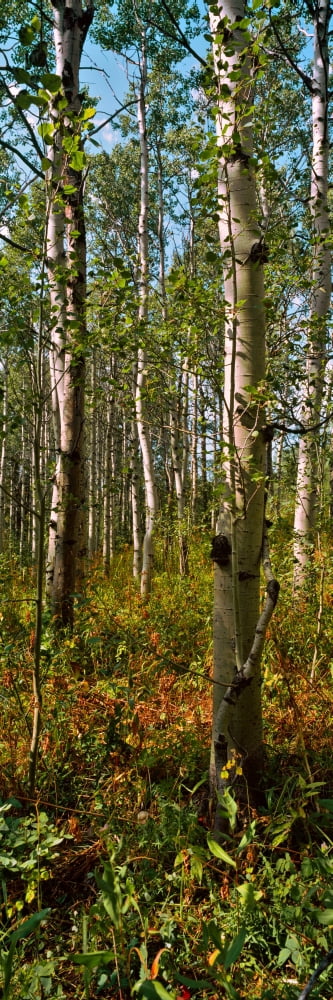 Aspen grove at Two Medicine Valley US Glacier National Park Montana USA Canvas Art - Panoramic Images (36 x 12)
