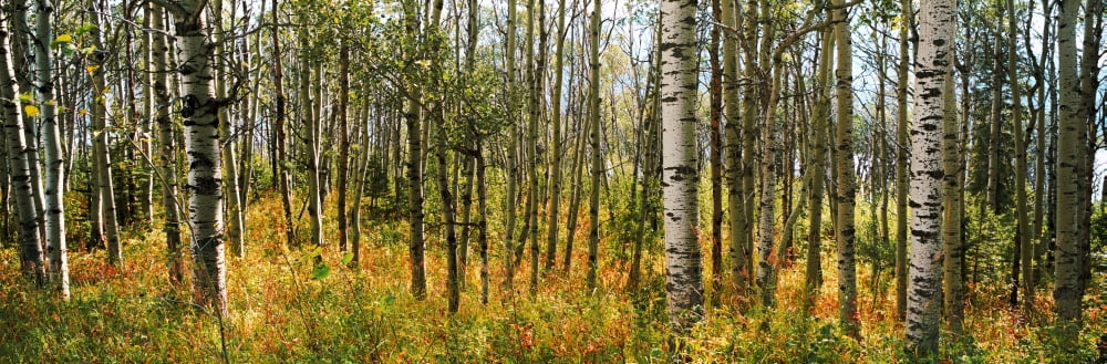 Aspen grove at US Glacier National Park Montana USA Canvas Art - Panoramic Images (36 x 12)