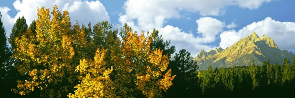Aspen grove with mountain range in the background Teton Range Grand Teton National Park Wyoming USA Canvas Art - Panoramic Images (27 x 9)