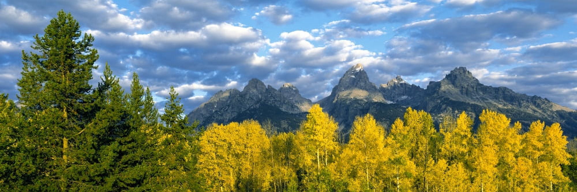 Aspen grove with mountain range in the background Teton Range Grand Teton National Park Wyoming USA Canvas Art - Panoramic Images (27 x 9)