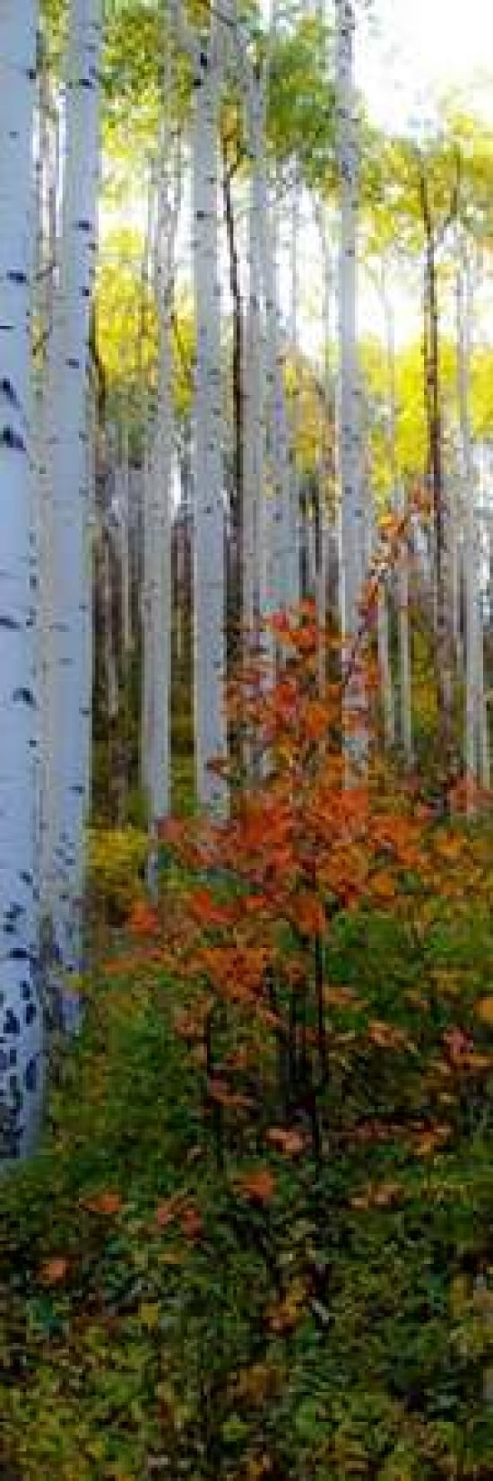 Aspen in the Day I Canvas Art - Kathy Mansfield (8 x 24)