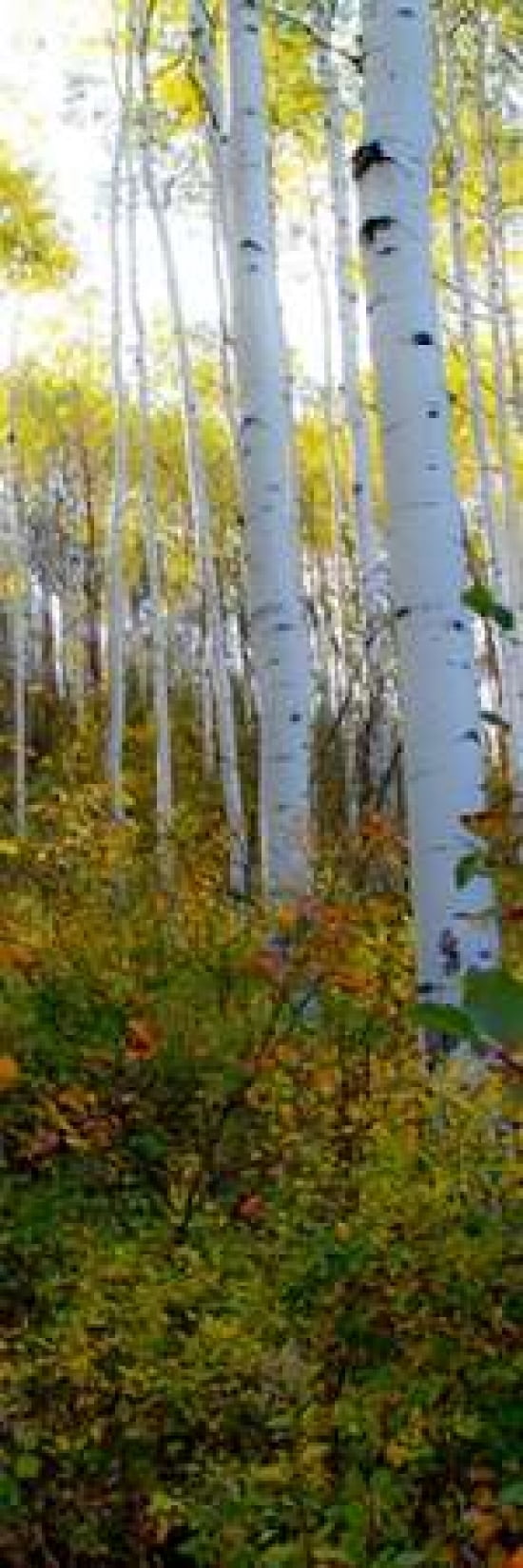 Aspen in the Day II Canvas Art - Kathy Mansfield (8 x 24)