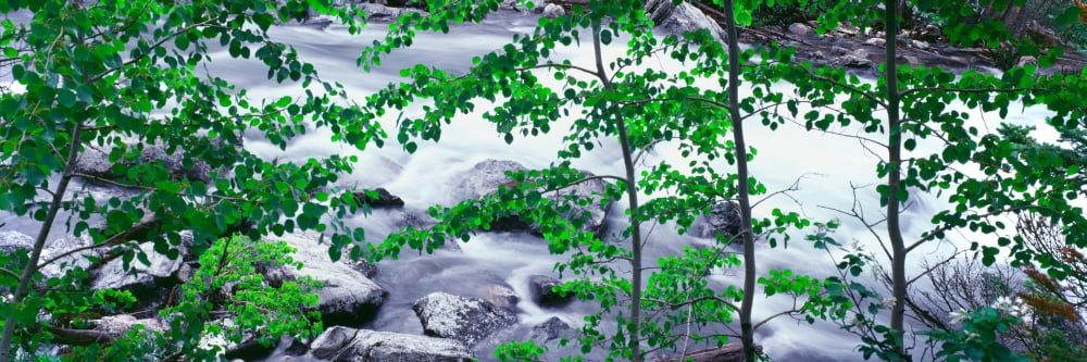 Aspen line the bank along the outlet from String Lake Grand Teton National Park Wyoming USA Canvas Art - Panoramic Images (12 x 36)