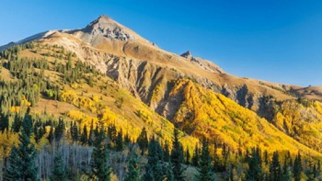 Aspen tree on a mountain Coal Bank Pass San Juan National Forest Colorado USA Canvas Art - Panoramic Images (36 x 21)