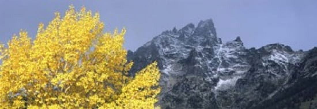 Aspen tree with mountains in background Mt Teewinot Grand Teton National Park Wyoming USA Canvas Art - Panoramic Images (18 x 7)