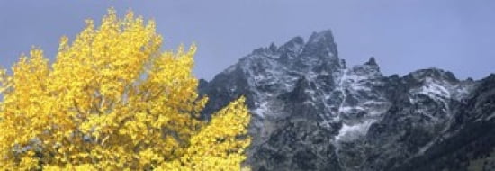 Aspen tree with mountains in background Mt Teewinot Grand Teton National Park Wyoming USA Canvas Art - Panoramic Images (36 x 13)