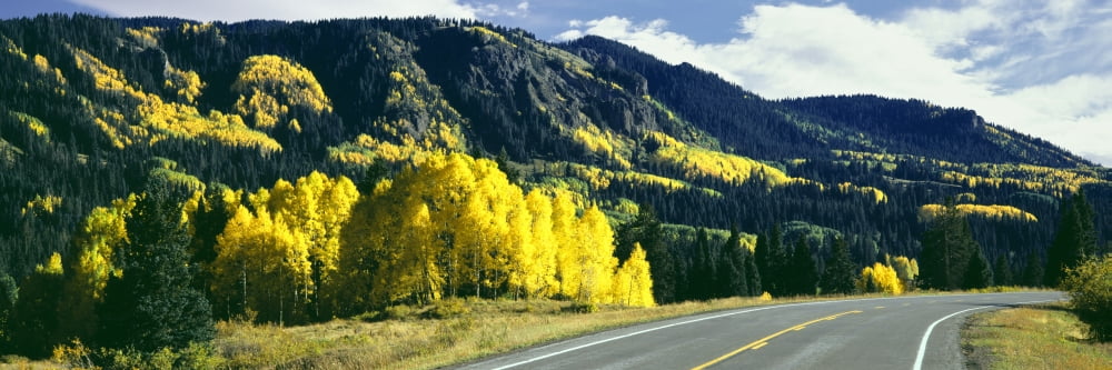Aspen trees Cumbres Pass Conejos County Colorado USA Canvas Art - Panoramic Images (27 x 9)