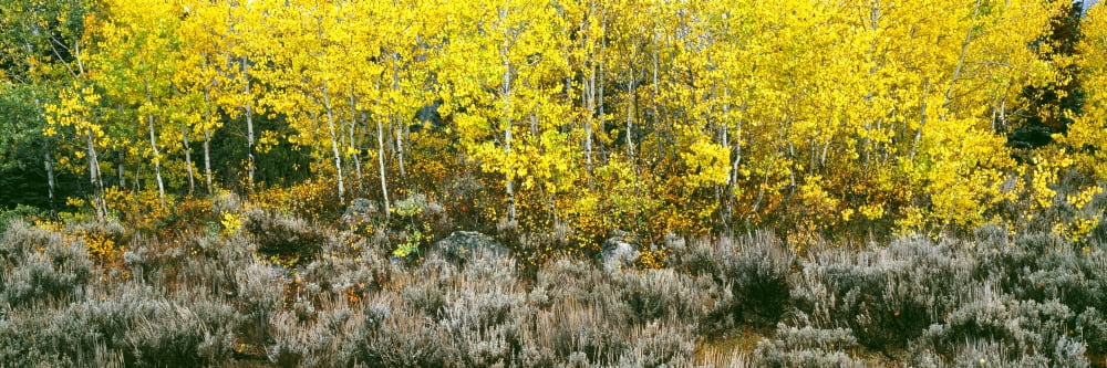 Aspen trees and Sagebrush in a grove Lupine Meadows Grand Teton National Park Wyoming USA Canvas Art - Panoramic Images (36 x 12)