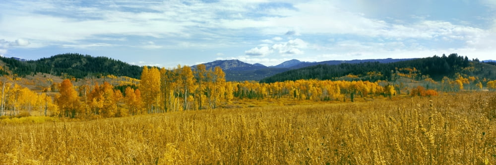 Aspen trees and grass in a field Grand Teton National Park Wyoming USA Canvas Art - Panoramic Images (27 x 9)