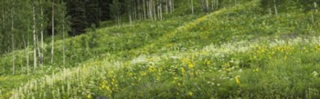 Aspen trees and wildflowers on hillside Crested Butte Gunnison County Colorado USA Canvas Art - Panoramic Images (18 x 6)