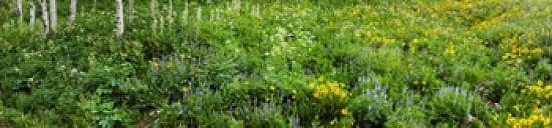 Aspen trees and wildflowers on hillside Crested Butte Gunnison County Colorado USA Canvas Art - Panoramic Images (20 x 5)