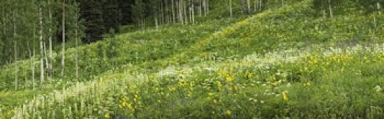 Aspen trees and wildflowers on hillside Crested Butte Gunnison County Colorado USA Canvas Art - Panoramic Images (36 x 12)