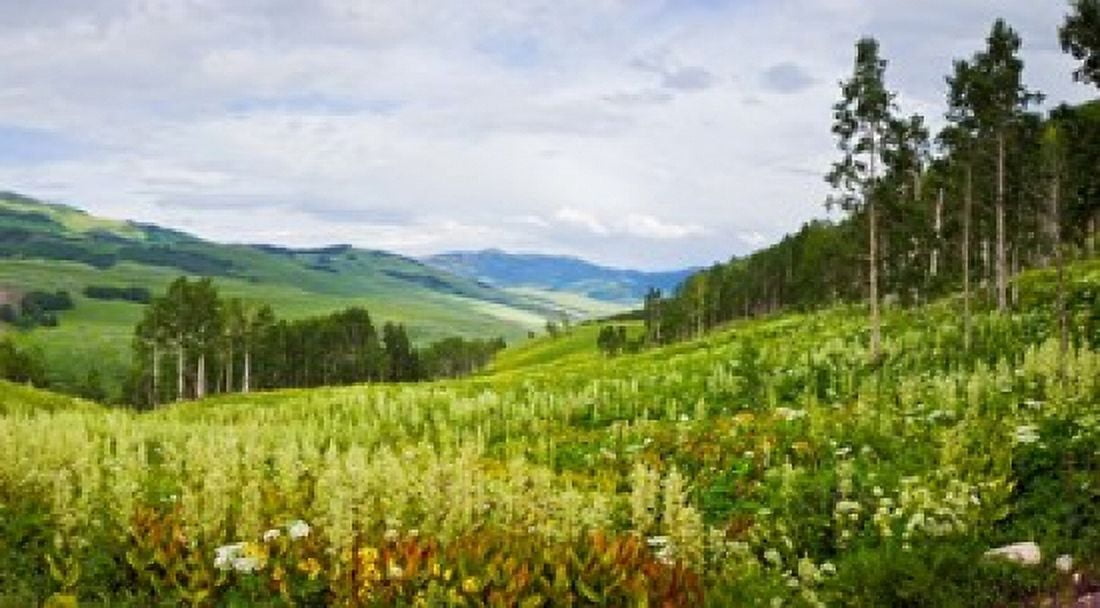 Aspen trees and wildflowers on hillside Crested Butte Gunnison County Colorado USA Canvas Art - Panoramic Images (36 x 20)