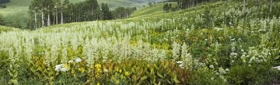 Aspen trees and wildflowers on hillside Crested Butte Gunnison County Colorado USA Canvas Art - Panoramic Images (38 x 12)