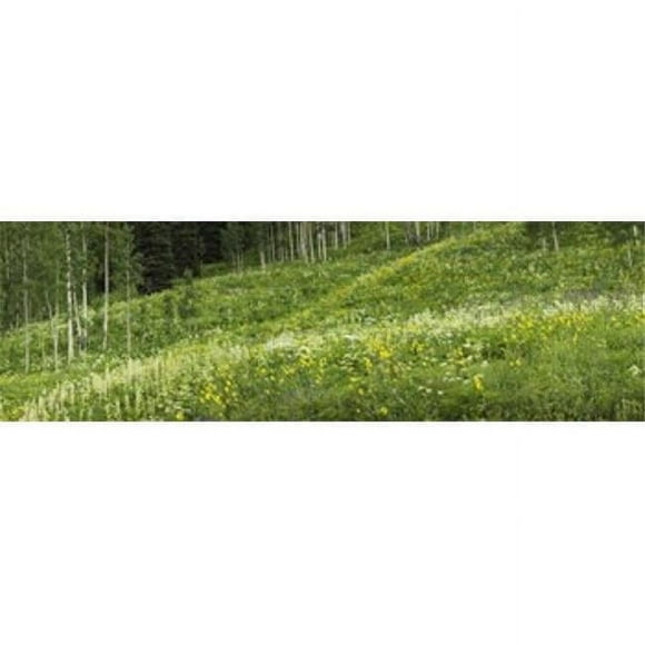 Aspen trees and wildflowers on hillside Crested Butte Gunnison County Colorado USA Poster Print by - 36 x 12