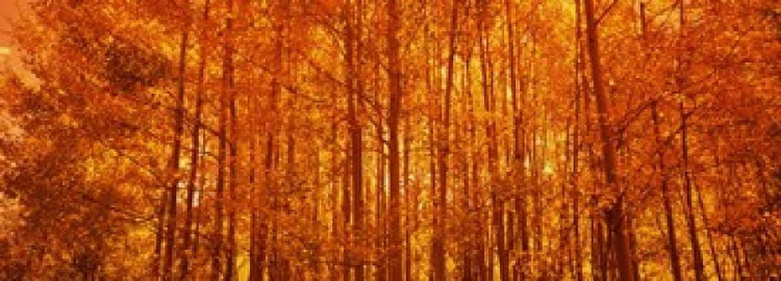 Aspen trees at sunrise in autumn Colorado USA Canvas Art - Panoramic Images (18 x 7)