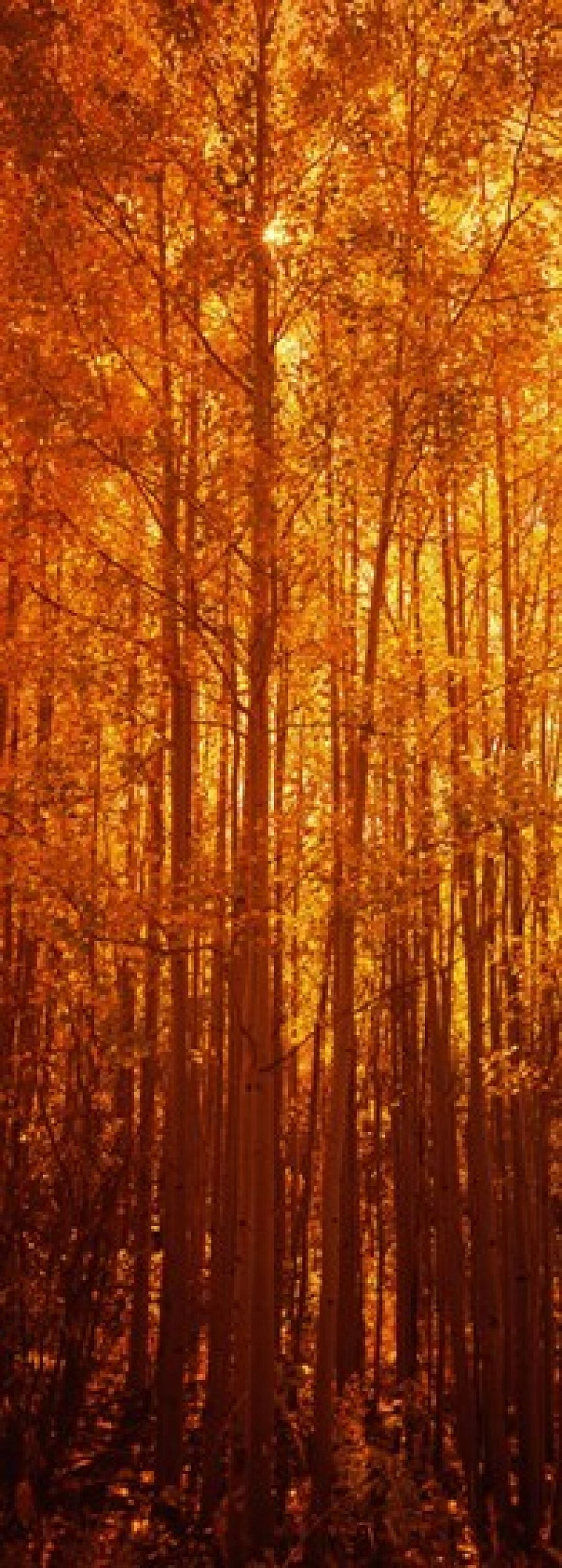 Aspen trees at sunrise in autumn Colorado USA Canvas Art - Panoramic Images (18 x 7)