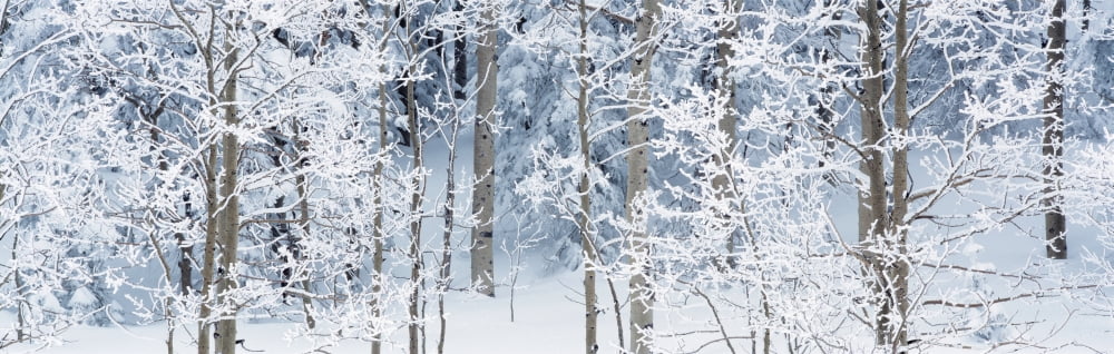 Aspen trees covered with snow Taos County New Mexico USA Canvas Art - Panoramic Images (27 x 9)