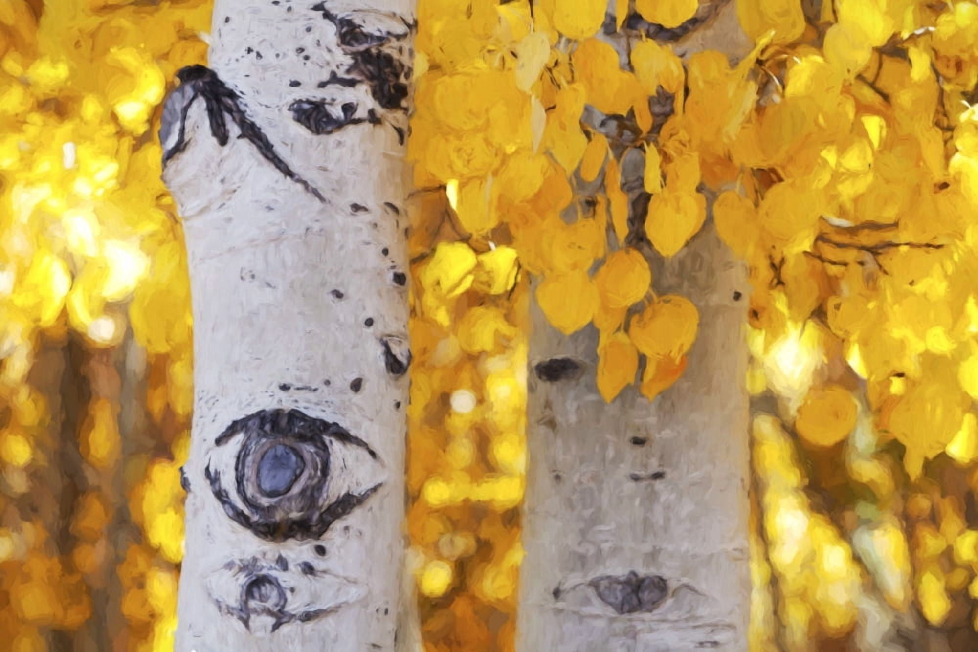 Aspen trees with golden yellow leaves lit with bright angled sunlight and white trunks marked with aspen eyes California United States of America Canvas Art - Marion Owen Design Pics (19 x 12)