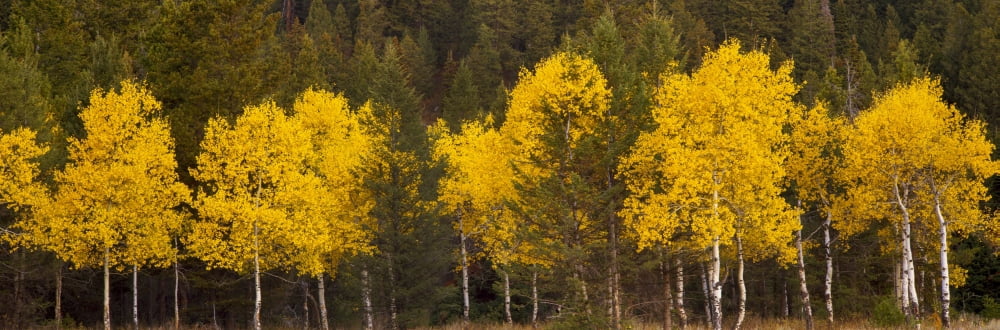 Aspen trees growing in a forest Grand Teton National Park Wyoming USA Canvas Art - Panoramic Images (27 x 9)