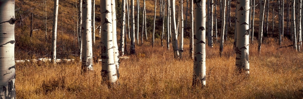 Aspen trees growing in a forest Grand Teton National Park Wyoming USA Canvas Art - Panoramic Images (27 x 9)