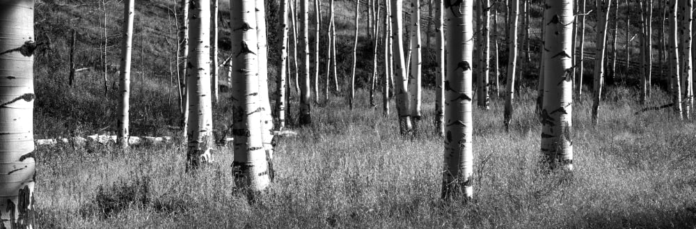 Aspen trees growing in a forest Grand Teton National Park Wyoming USA Canvas Art - Panoramic Images (6 x 18)