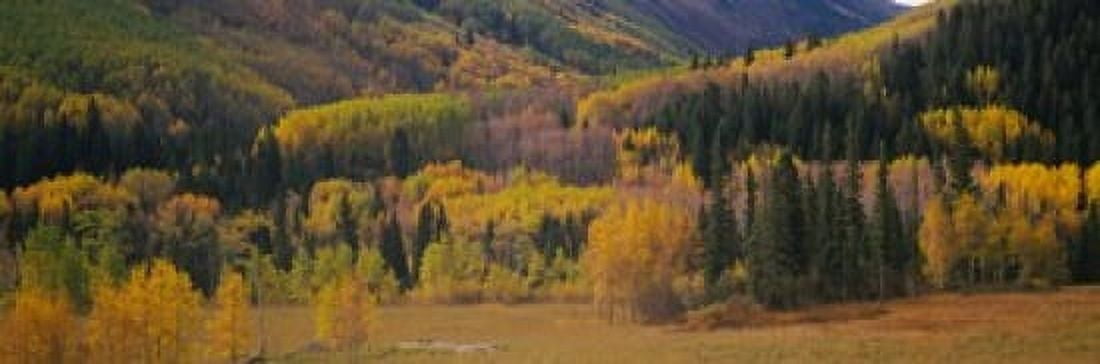 Aspen trees in a field Maroon Bells Pitkin County Gunnison County Colorado USA Canvas Art - Panoramic Images (18 x 6)