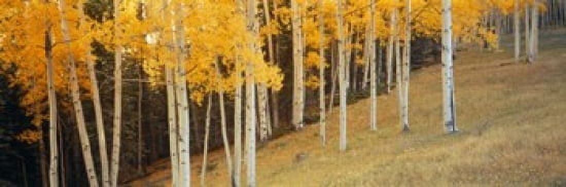 Aspen trees in a field Ouray County Colorado USA Canvas Art - Panoramic Images (18 x 6)