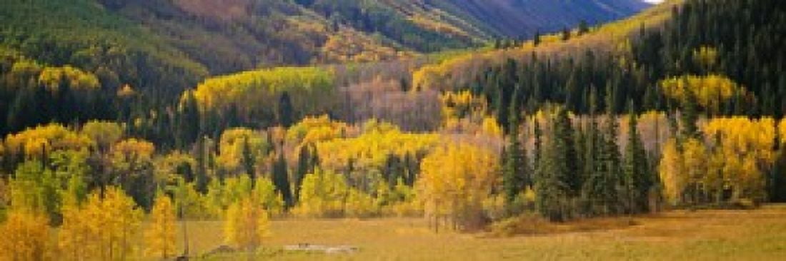 Aspen trees in a field Telluride San Miguel County Colorado USA Canvas Art - Panoramic Images (36 x 12)