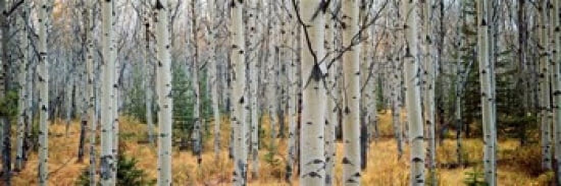 Aspen trees in a forest Alberta Canada Canvas Art - Panoramic Images (18 x 6)