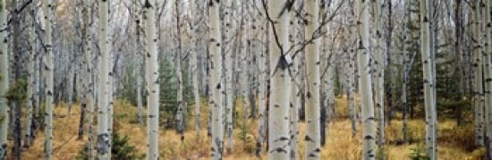 Aspen trees in a forest Alberta Canada Canvas Art - Panoramic Images (36 x 12)