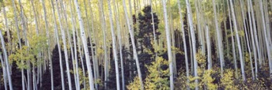 Aspen trees in a forest Aspen Pitkin County Colorado USA Canvas Art - Panoramic Images (18 x 6)