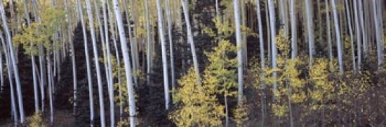 Aspen trees in a forest Aspen Pitkin County Colorado USA Canvas Art - Panoramic Images (36 x 12)