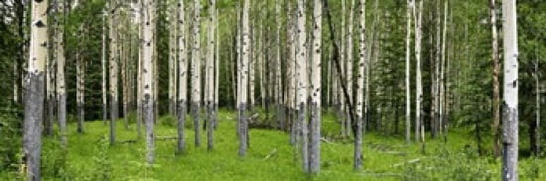 Aspen trees in a forest Banff Banff National Park Alberta Canada Canvas Art - Panoramic Images (18 x 6)