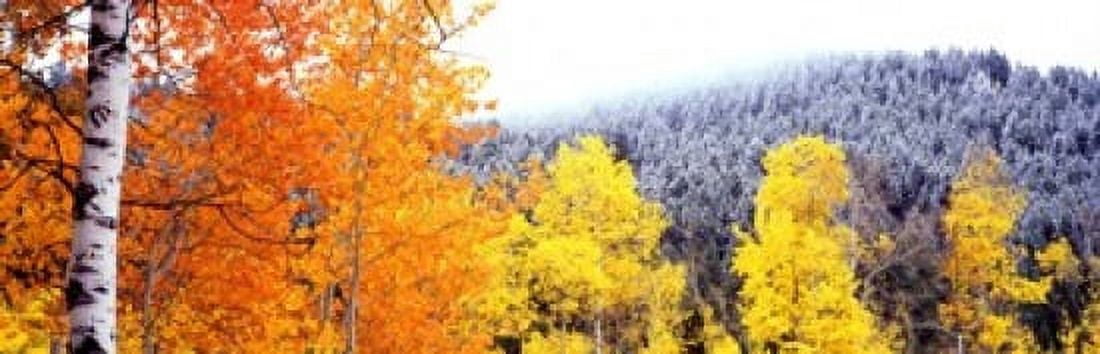 Aspen trees in a forest Blacktail Butte Grand Teton National Park Wyoming USA Canvas Art - Panoramic Images (18 x 6)