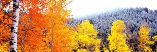 Aspen trees in a forest Blacktail Butte Grand Teton National Park Wyoming USA Canvas Art - Panoramic Images (36 x 12)