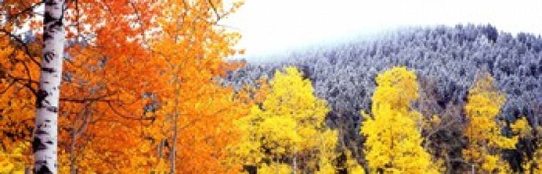 Aspen trees in a forest Blacktail Butte Grand Teton National Park Wyoming USA Canvas Art - Panoramic Images (50 x 18)