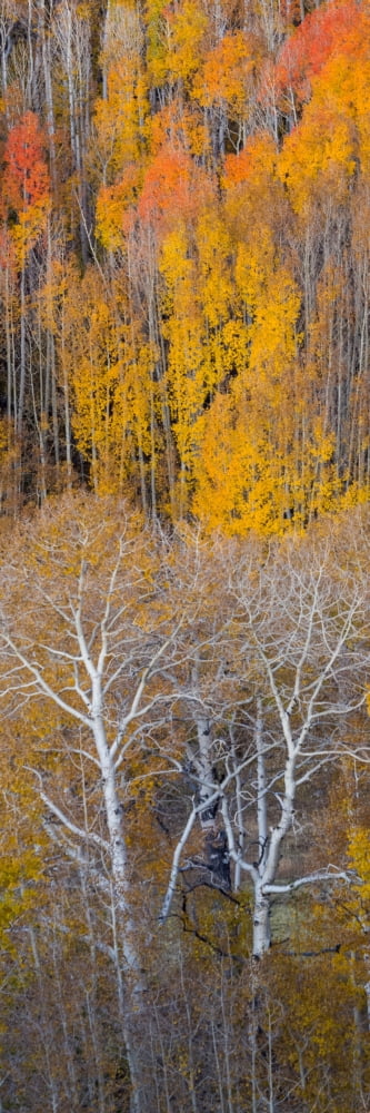 Aspen trees in a forest Boulder Mountain Grand Staircase-Escalante National Monument Utah USA Canvas Art - Panoramic Images (12 x 36)