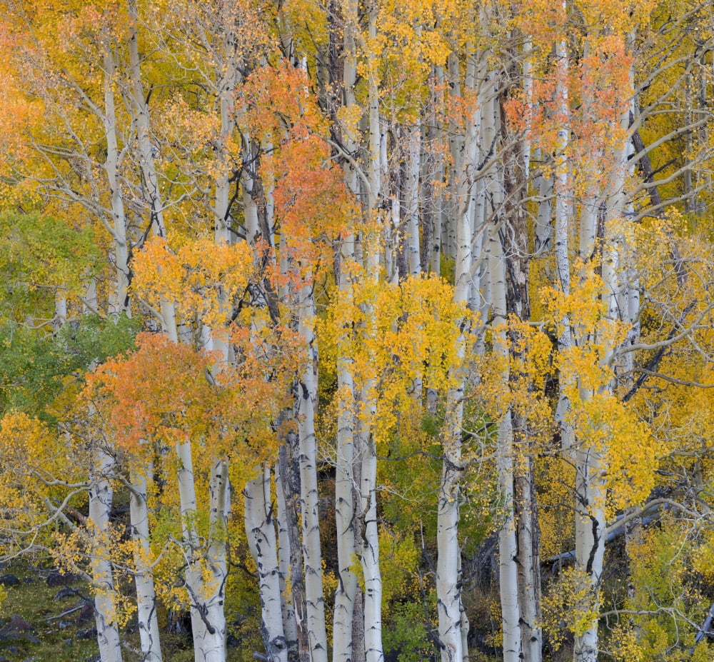 Aspen trees in a forest Boulder Mountain Utah USA Canvas Art - Panoramic Images (24 x 24)
