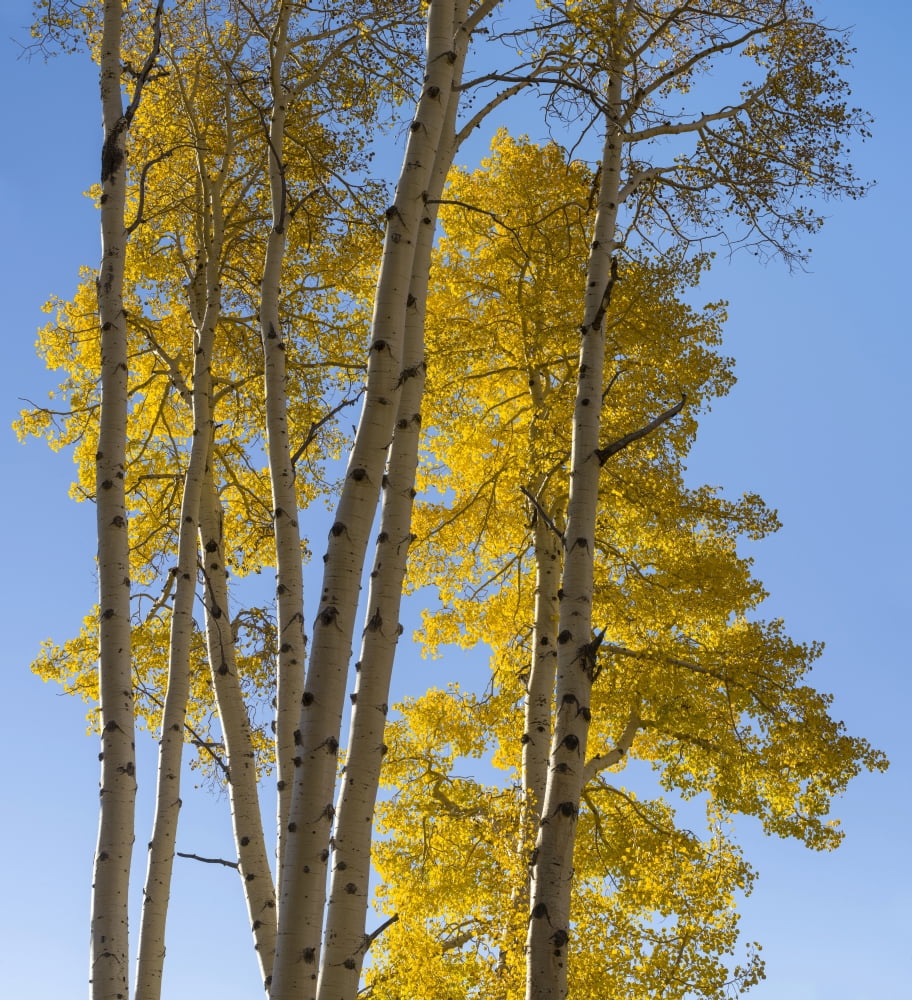 Aspen trees in a forest Boulder Mountain Utah USA Canvas Art - Panoramic Images (24 x 24)