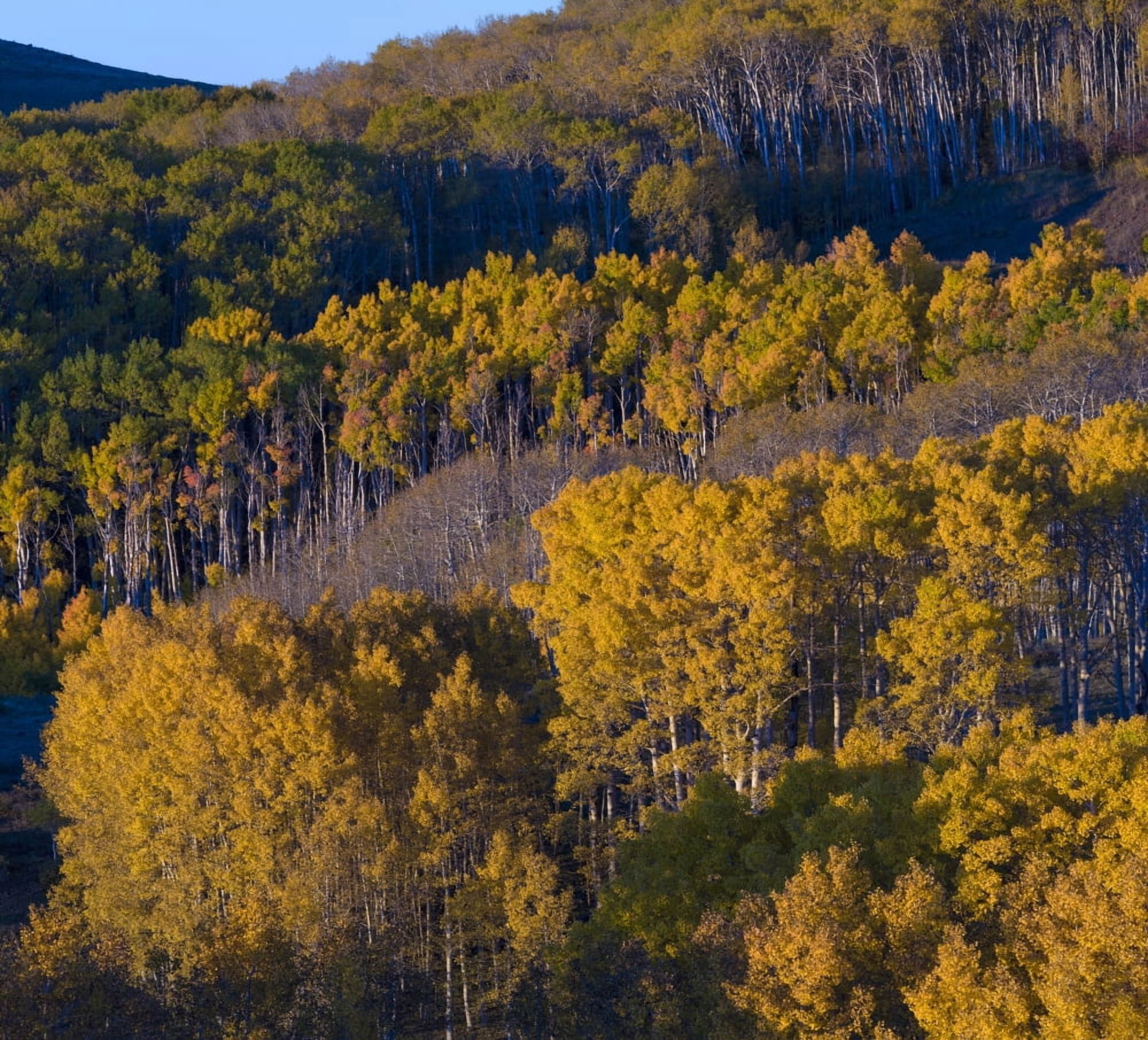 Aspen trees in a forest Boulder Mountain Utah USA Canvas Art - Panoramic Images (24 x 24)